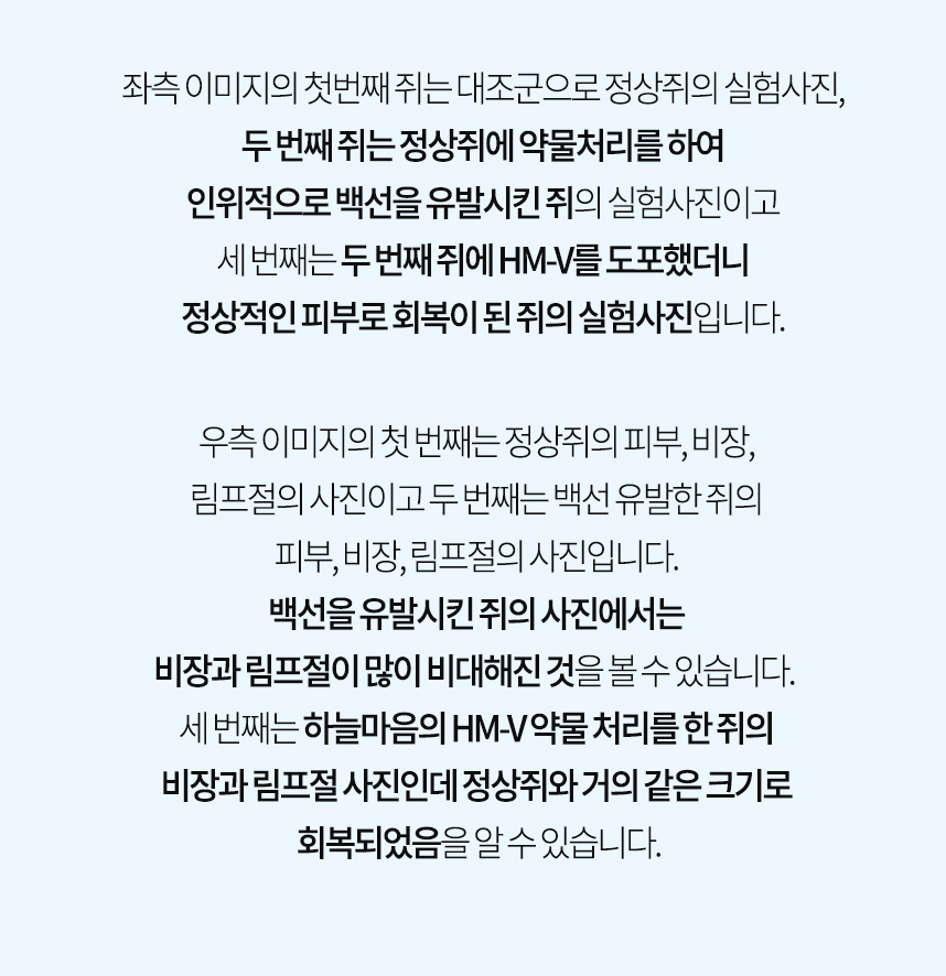 죄측 이미지는 대조군 정상쥐, 인위적으로 백선 유발한 쥐, 백선 유발 쥐에 HM-V 도포 후 정상 회복 된 쥐 사진 / 우측 이미지는 대조군 정상 쥐의 피부, 비장, 림프절, 인위적으로 백선 유발한 쥐의 비대해진 비장, 림프절, 백선 유발 쥐에 HM-V 도포 후 정상쥐와 거의 같은 크기로 회복된 비장, 림프절 사진