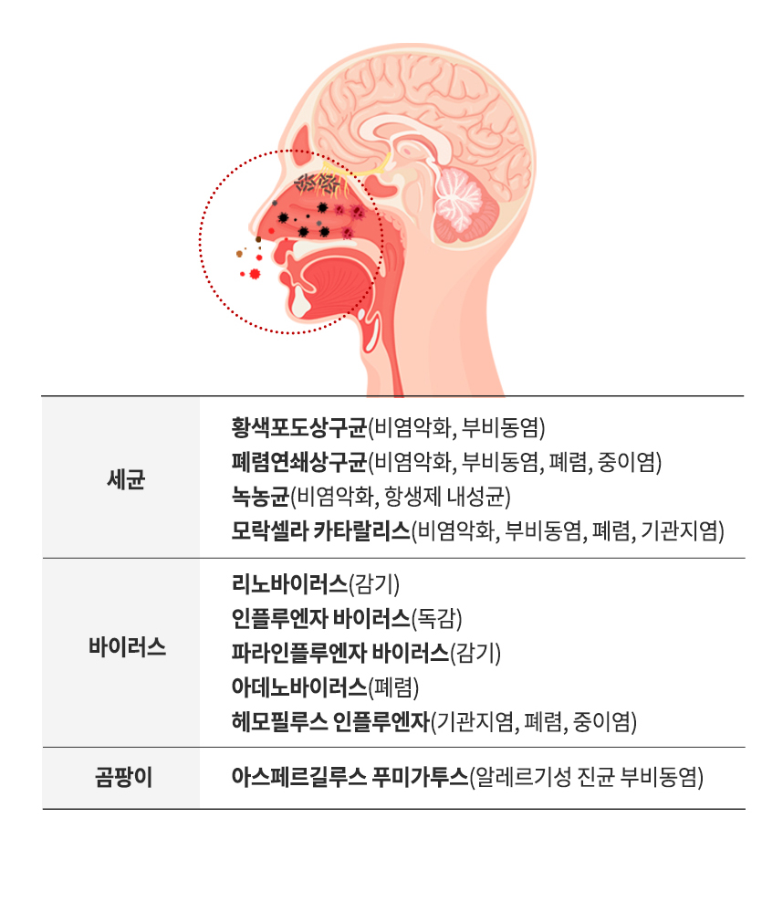 세균, 바이러스, 곰팡이 종류