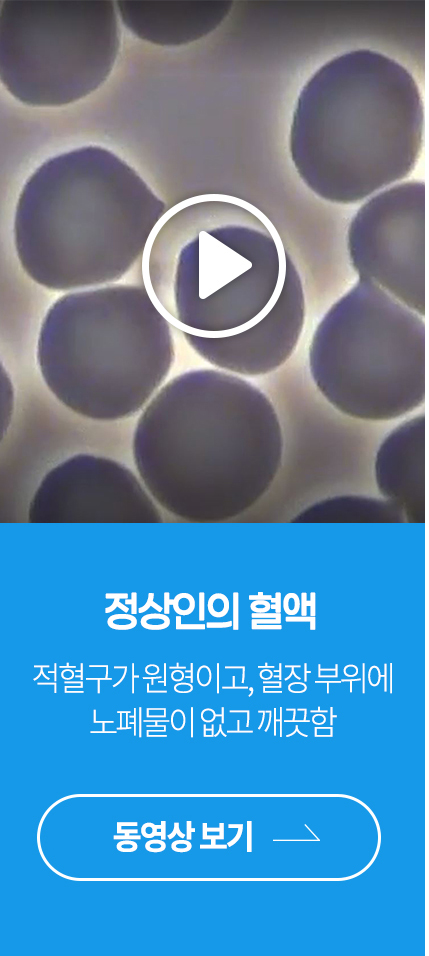 정상인의 혈액 : 적혈구와 원형이고, 혈장 부위에 노폐물이 없고 깨끗함 - 동영상 보기